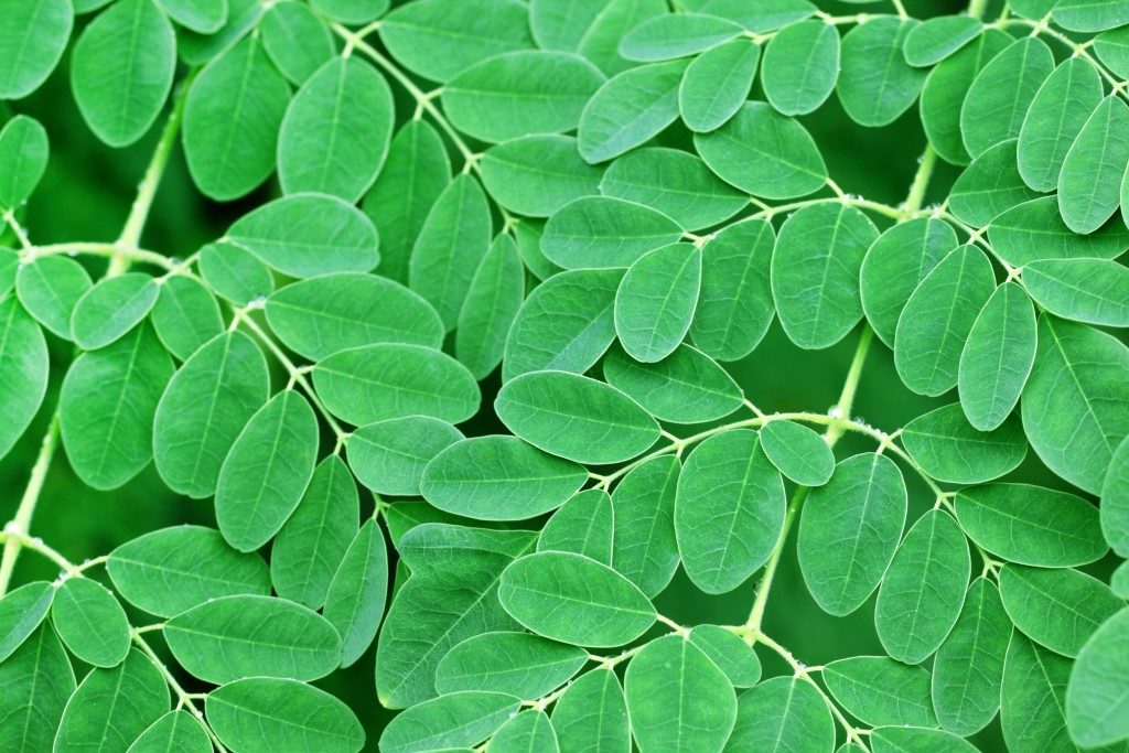 close up picture of malunggay leaves