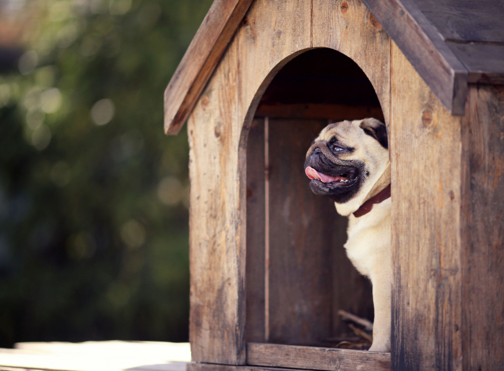 pug inside a dog house