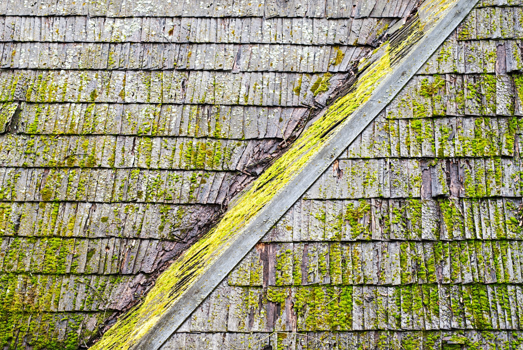 roof with lichen
