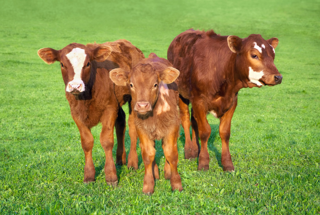 Image of three brown calves