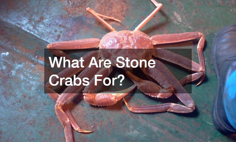 What Are Stone Crabs For?